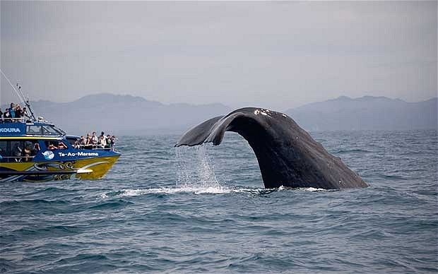 Lugares na África do Sul - baleia barco